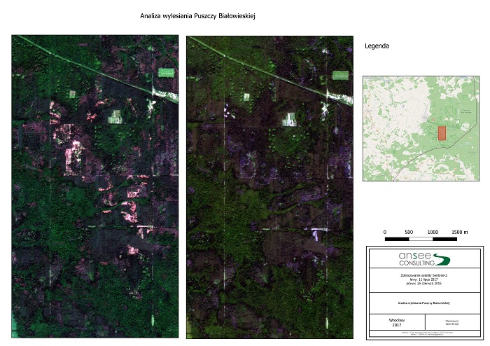 Wycinka drzew w Puszczy Białowieskiej na zdjęciach satelitarnych (fot. Ansee Consulting)